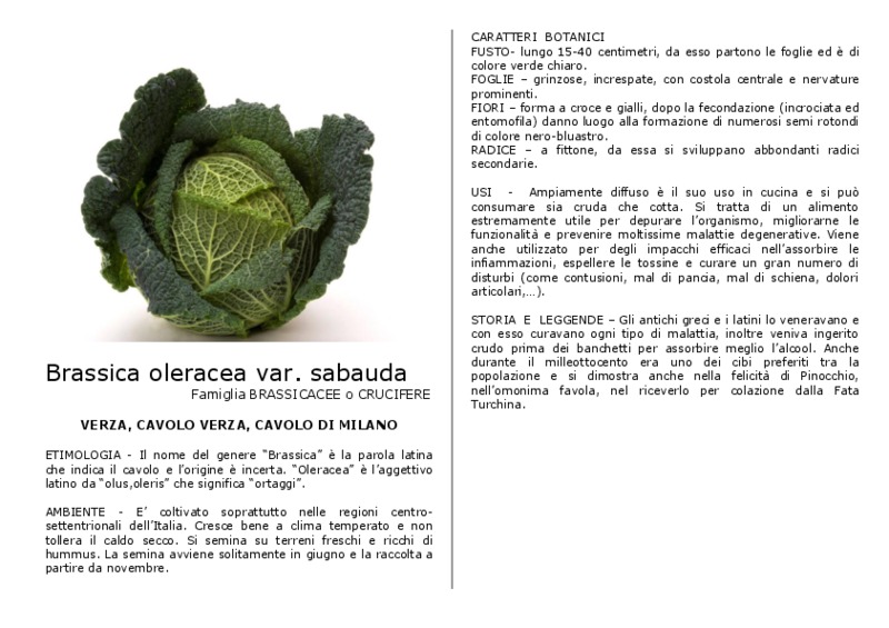 Brassica_oleracea_sabauda.pdf