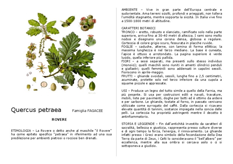 Quercus_petraea.pdf