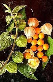 Physalis peruviana 2.jpg