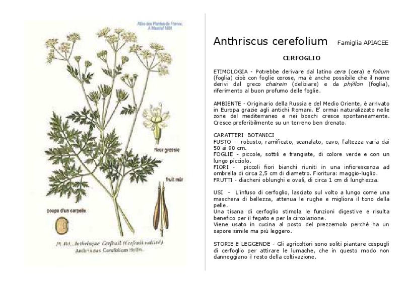Anthriscus_cerefolium_1.pdf