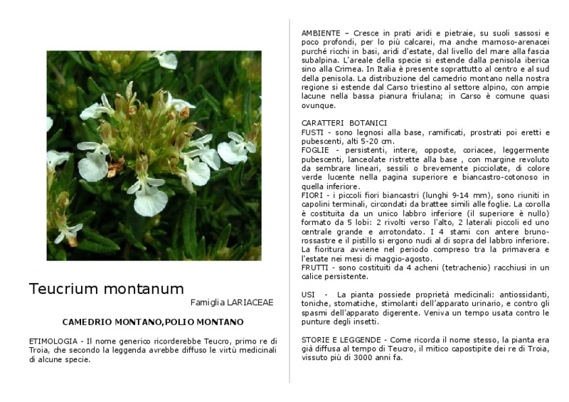 Teucrium_montanum.pdf