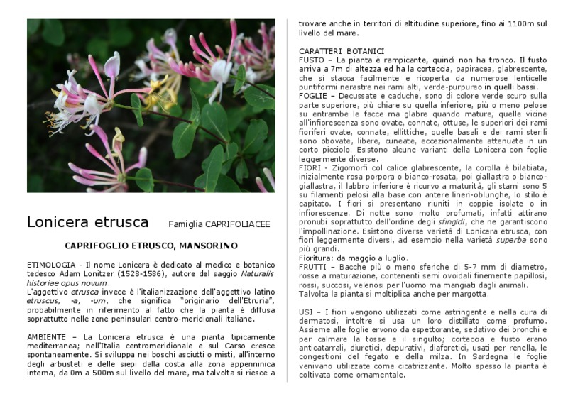 Lonicera_etrusca.pdf