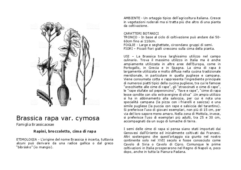 Brassica_rapa_var._cymosa.pdf
