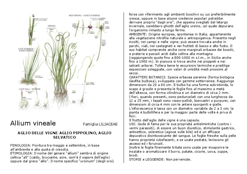 Allium_vineale.pdf