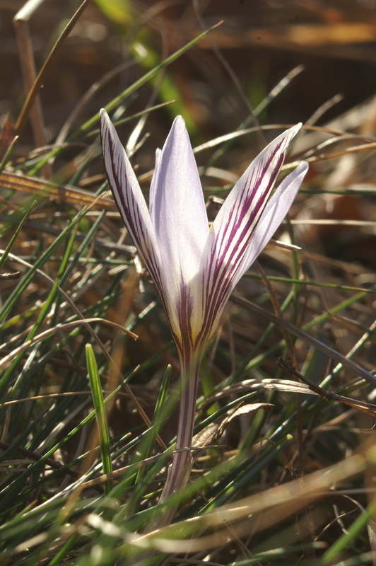 Crocus_reticolatus_2.jpg