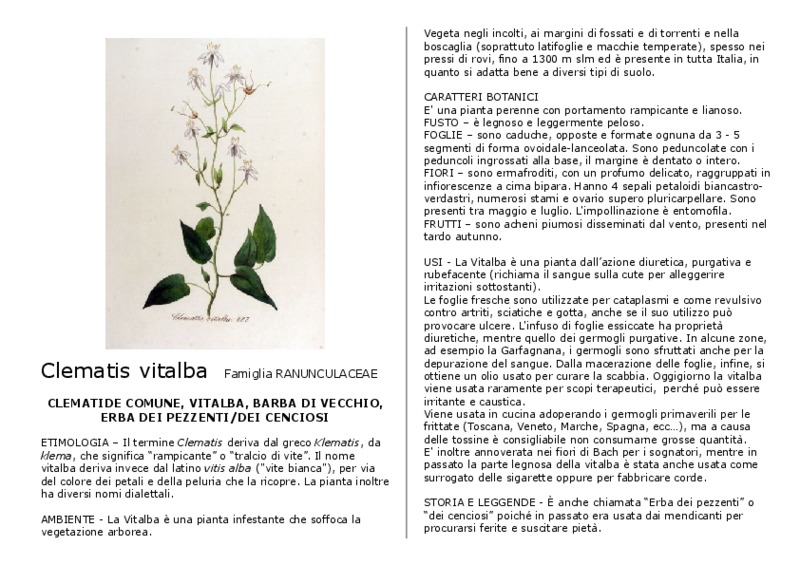 Clematis_vitalba.pdf