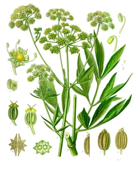 Levisticum_officinale_1.jpg