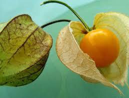 Physalis peruviana 1.jpg