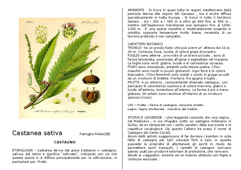 Castanea_sativa.pdf