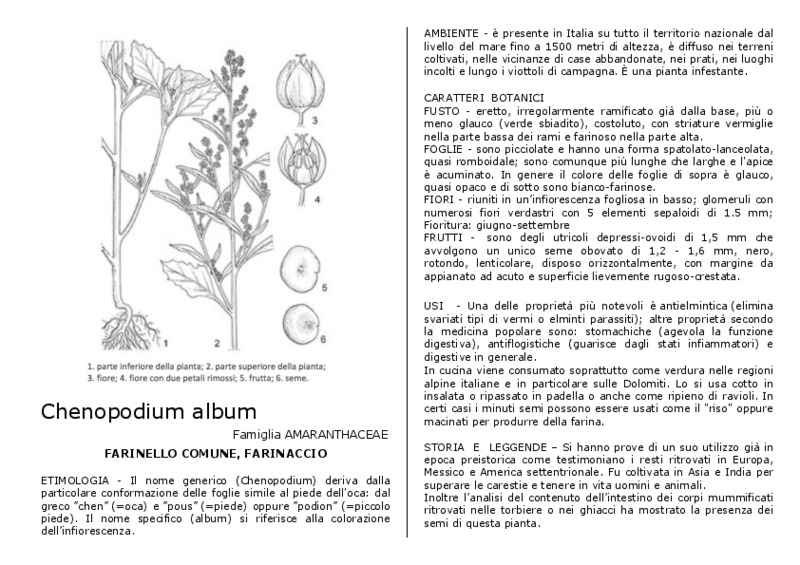 Chenopodium_album.pdf
