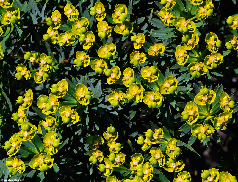 Euphorbia_dendroides.2.jpg