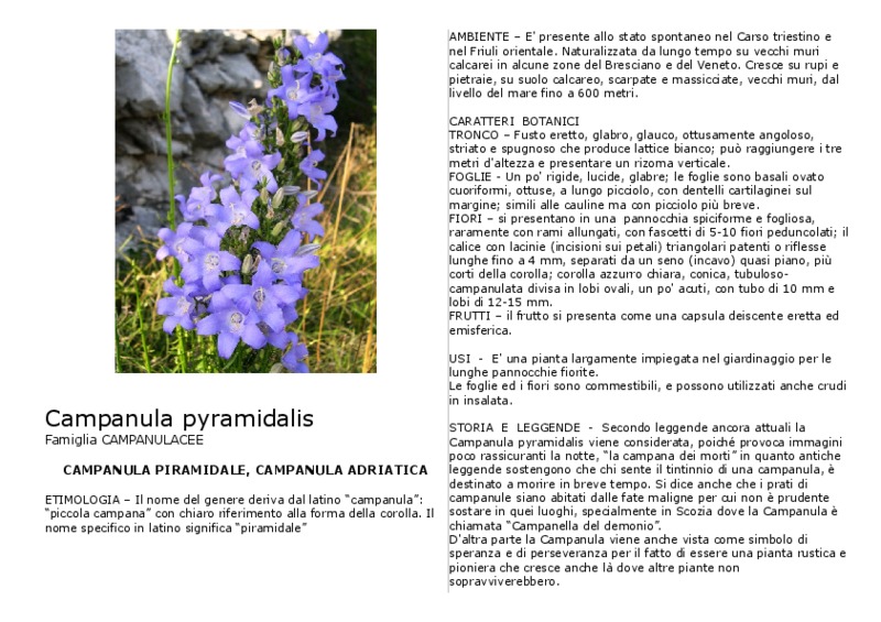 Campanula pyramidalis.pdf