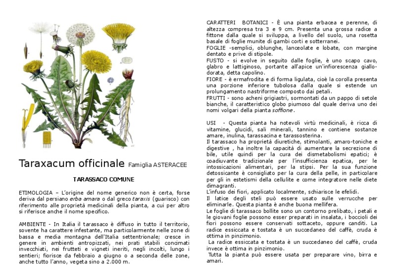 Taraxacum_officinale.pdf
