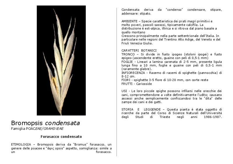 Bromopsis_condensata.pdf