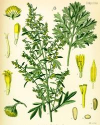 Artemisia_absinthium_1.jpg