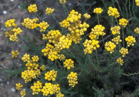 helichrysum_stoechas_3.jpg