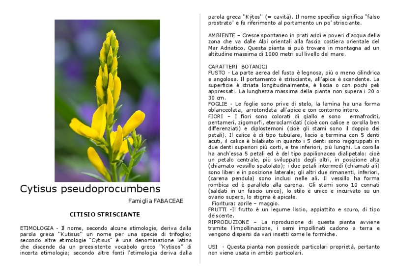 Cytisus_pseudoprocumbens.pdf