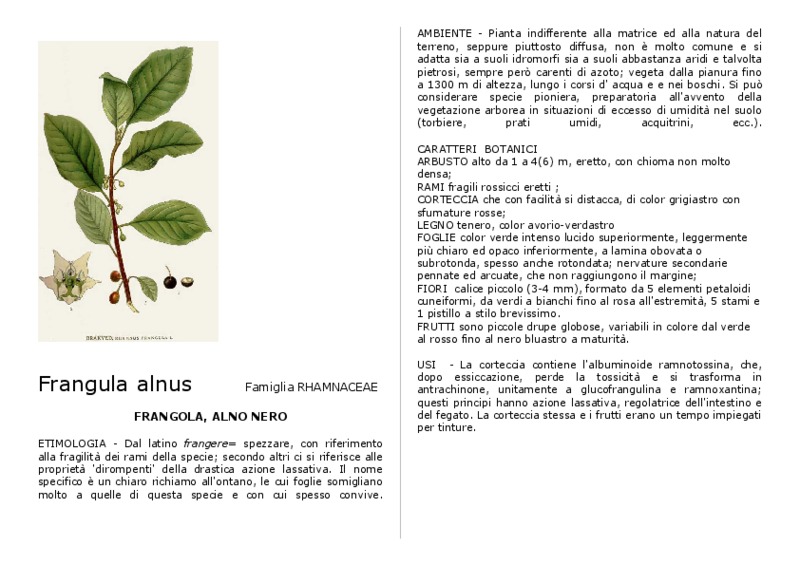 Frangula alnus.pdf