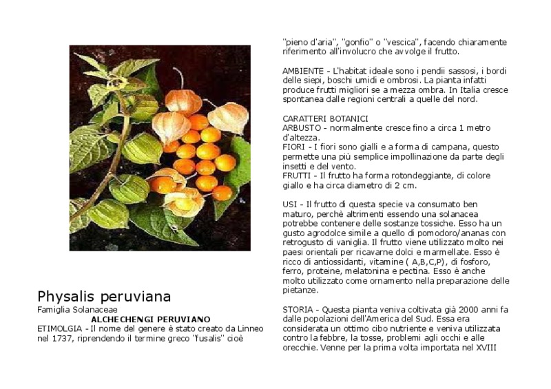 Physalis_peruviana.pdf