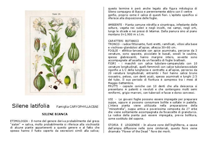 silene_latifolia.pdf
