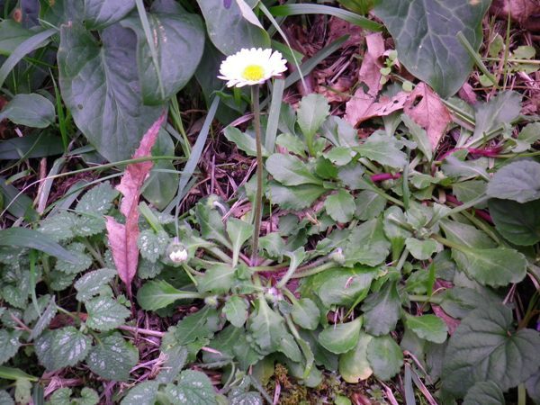 bellis_perennis_1.jpg