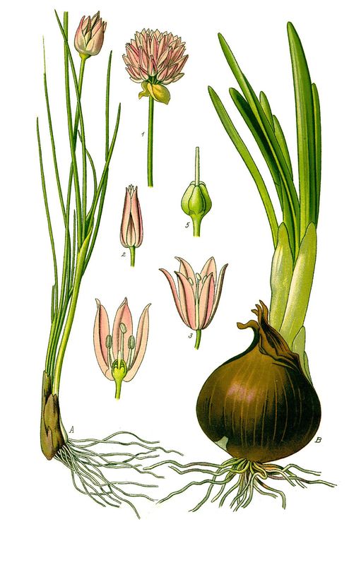Allium_schoenoprasum_1.jpg