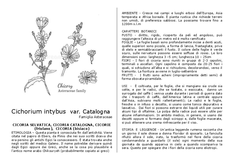Cichorium_intybus_var.catalogna.pdf