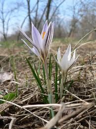 Crocus_reticolatus_3.jpg