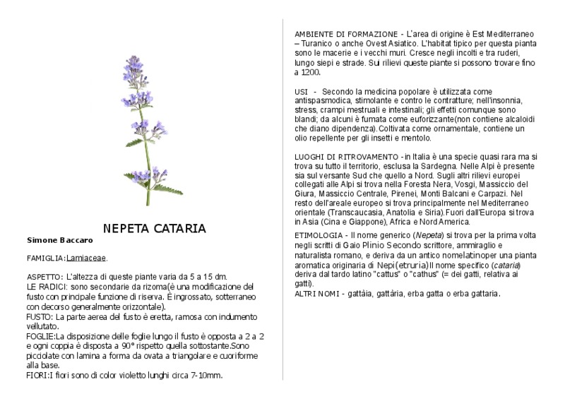 NEPETA CATARIA baccaro.pdf