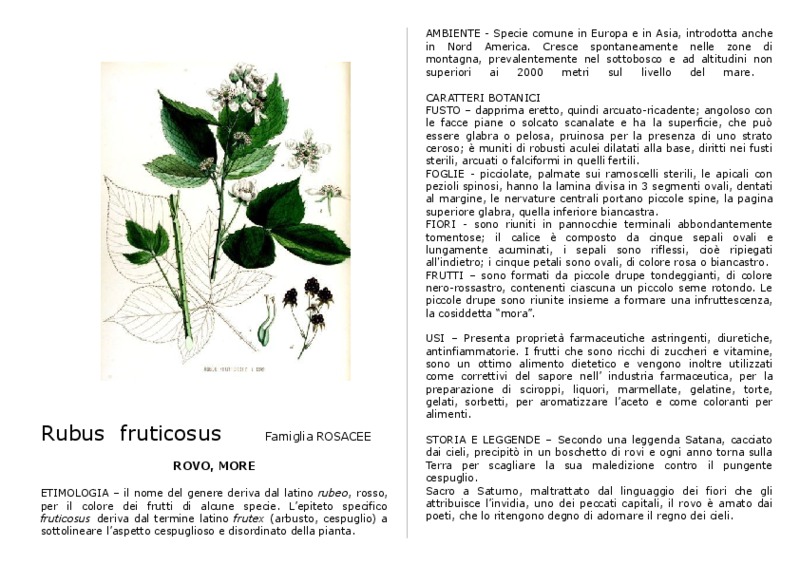 Rubus_fruticosus.pdf