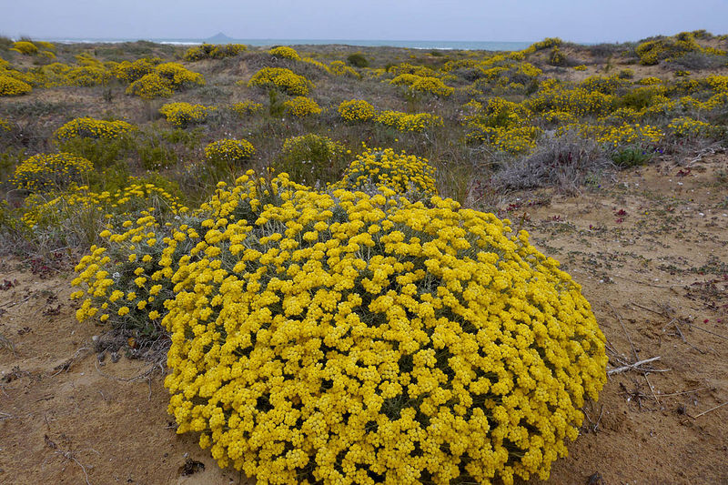 Helichrysum_stoechas_2.jpg