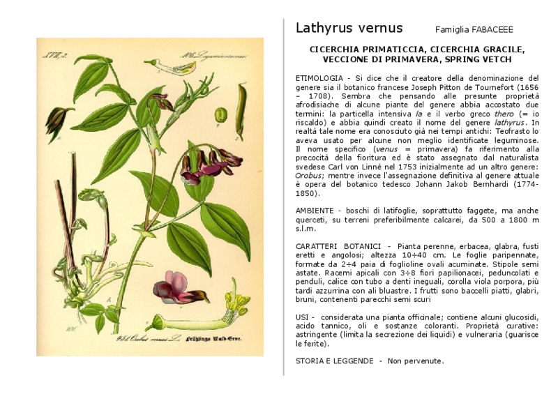 Lathyrus_vernus.pdf