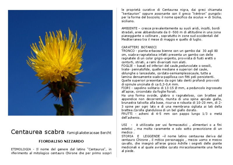 Centaurea scabra.pdf