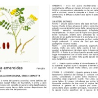 coronilla_emeroides.pdf