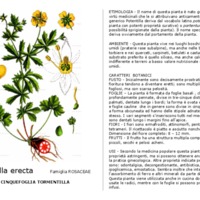 Potentilla_erecta.pdf.pdf