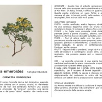 Coronilla emeroides.pdf