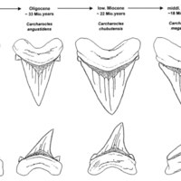 Carcharodon_4.jpg