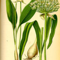 Allium_ ursinum_1.jpg