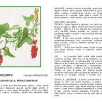 smilax_aspera.pdf
