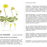 Hieracium_pilosella.pdf.pdf