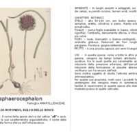 Allium_sphaerocephalon.pdf