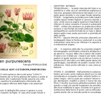 Cyclamen_purpurescens.pdf