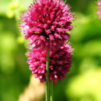 allium_sphaerocephalon.jpg