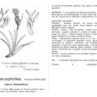 Carex_caryophyllea.pdf