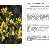 Calicotome_spinosa.pdf