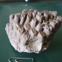 Cladocora_caespitosa_2.jpg