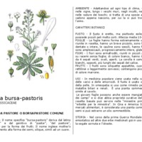 Capsella_bursa-pastoris.pdf
