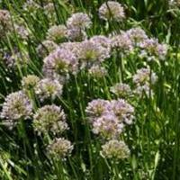 Allium_ascalonicum_1.jpg