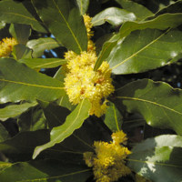 Laurus_nobilis_2.jpg