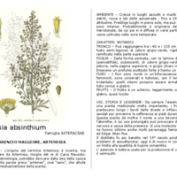 Artemisia_absinthium.pdf
